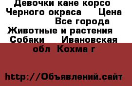 Девочки кане корсо. Черного окраса.  › Цена ­ 65 000 - Все города Животные и растения » Собаки   . Ивановская обл.,Кохма г.